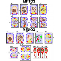 Модель-аппликация "Деление клетки. Митоз и мейоз" (набор из 20 карт)