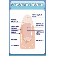 Стенд "Строение ногтя"