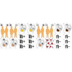Модель-аппликация "Наследование резус-фактора"
