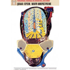 Таблица рельефная "Долька печени. Макро-микростроение" (формат А1, матовое ламинир.)