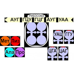 Модель-аппликация "Биосинтез белка" (ламинированная)