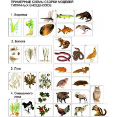 Модель-аппликация "Типичные биоценозы" (набор из 32 карт)