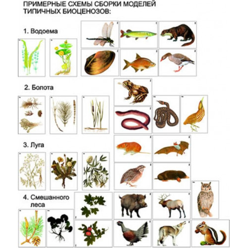 Модель-аппликация "Типичные биоценозы" (набор из 32 карт)