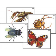 Модель-аппликация "Разнообразие беспозвоночных" (ламинированная)