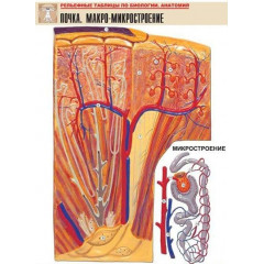 Таблица рельефная "Почка. Макро-микростроение" (формат А1, матовое ламинир.)