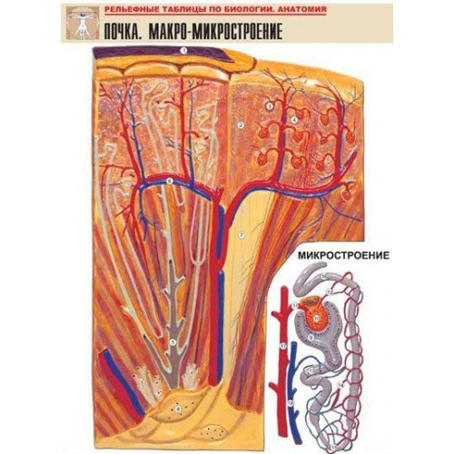 Таблица рельефная Почка. Макро-микростроение (формат А1, матовое ламинир.)