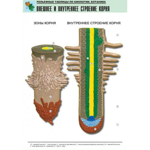 Таблица рельефная Внешнее и внутреннее строение корня (формат А1, матовое ламинир.)