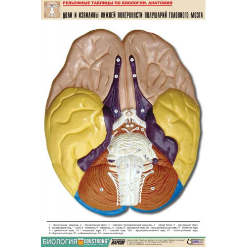 Таблица рельефная Доли и извилины нижней поверхности полушарий головного мозга (А1, матовое лам.)