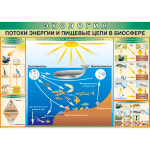 Плакат Потоки энергии и пищевые цепи в биосфере 70x100