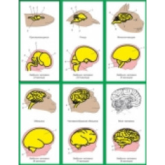 Модель-аппликация "Эволюция головного мозга позвоночных животных и человека" (набор из 7 карт)