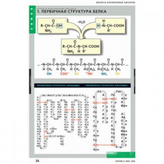 Комплект таблиц "Белки и нуклеиновые кислоты" (8 шт.)