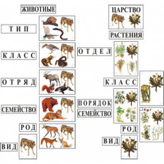 Модель-аппликация "Классификация растений и животных"