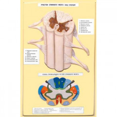 Модель рельефная Строение спинного мозга 2 планшета 420х660 мм