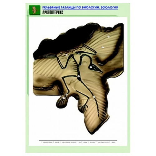 Таблица рельефная Археоптерикс (формат А1, матовое ламинир.)