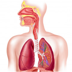 Модель Система органов дыхания