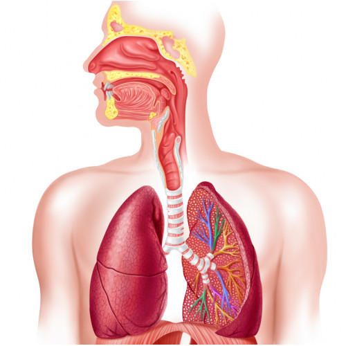 Модель Система органов дыхания
