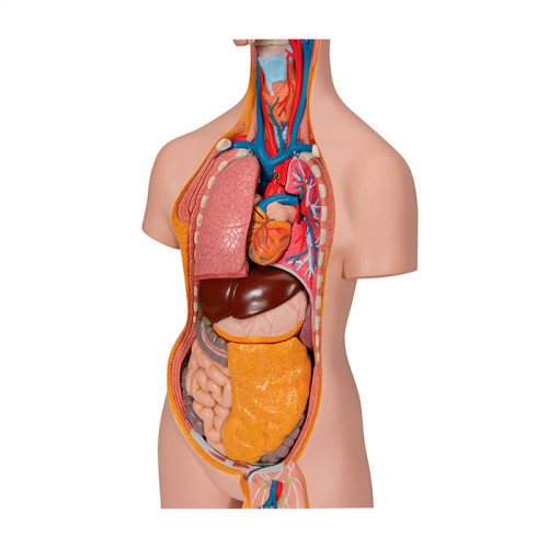 Модель торса человека, бесполая, с открытыми шеей и спиной, 18 частей