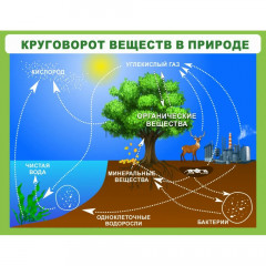 Стенд "Круговорот веществ"