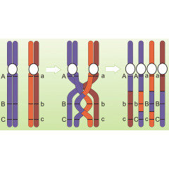 Модель-аппликация "Перекрест хромосом"  (18 карточек)