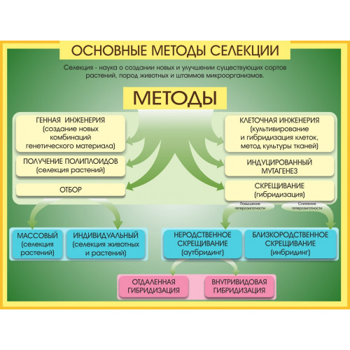 Стенд Методы селекции и биотехнологии