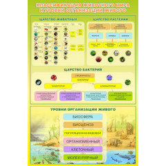 Стенд "Классификация животного мира"