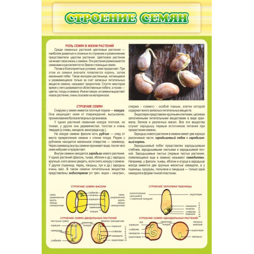 Стенд "Строение семян"