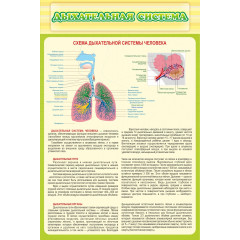 Стенд "Дыхательная система"