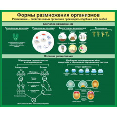 Стенд "Формы размножения организмов"