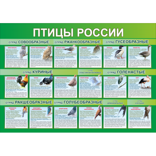 Стенд "Птицы России", часть 4