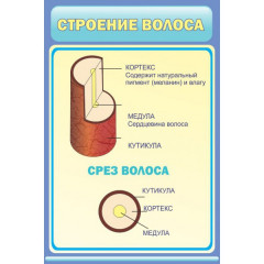 Стенд "Структура волос"