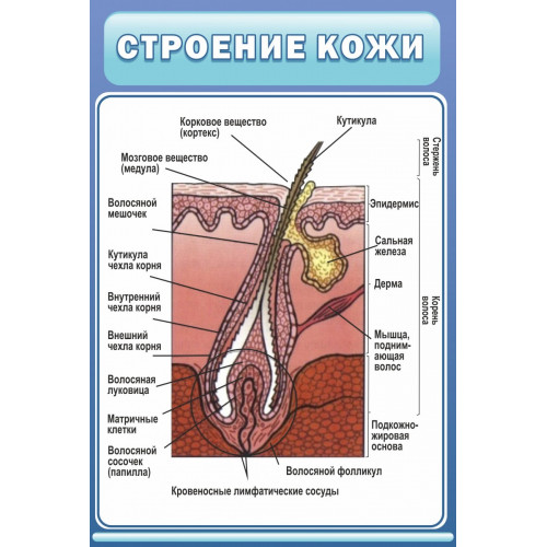 Стенд "Строение кожи"