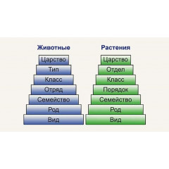 Классификация растений и животных