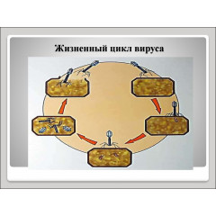 Модель-аппликация "Жизненный цикл вируса"