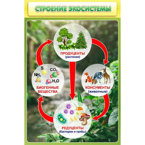 Стенд "Строение экосистемы"