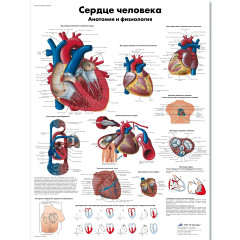 Плакат медицинский Сердце человека, анатомия и физиология