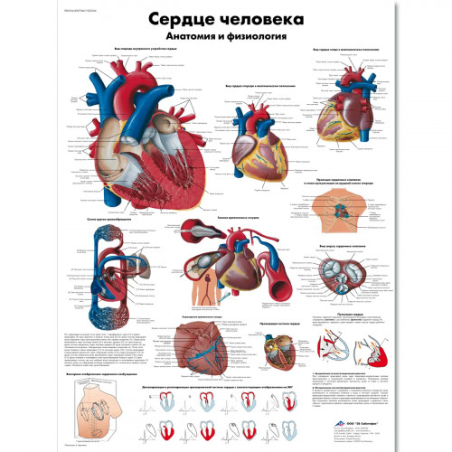 Плакат медицинский Сердце человека, анатомия и физиология