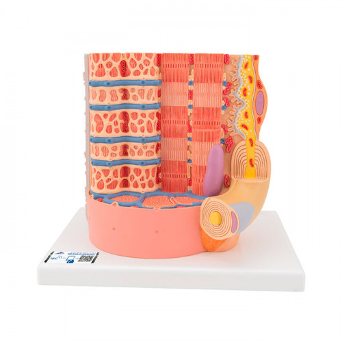 Модель мышечного волокна 3B MICROanatomy™